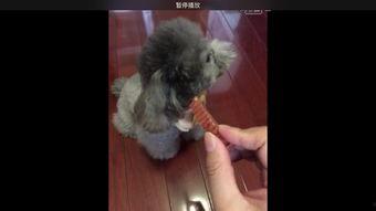 快手上过电视的网红,网络人气明星跨界电视圈